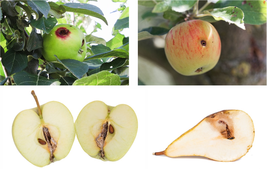 Daños en Manzanas de Cydia pomonella